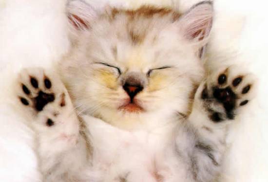 1997年十强赛国足2比3负卡塔尔,胜利预测