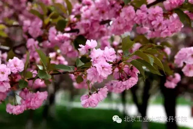 耿丹国际本科,耿丹留学