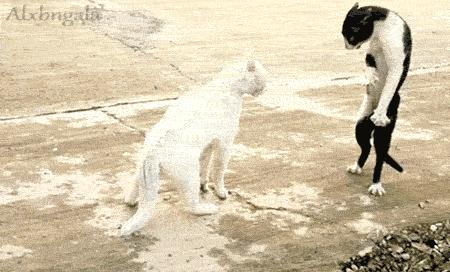 传说中的发情期到了!让猫咪释放欲望还是绝育?