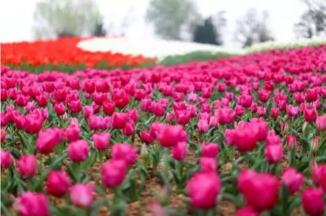 微力榜金榜银榜,房产还得看这榜!