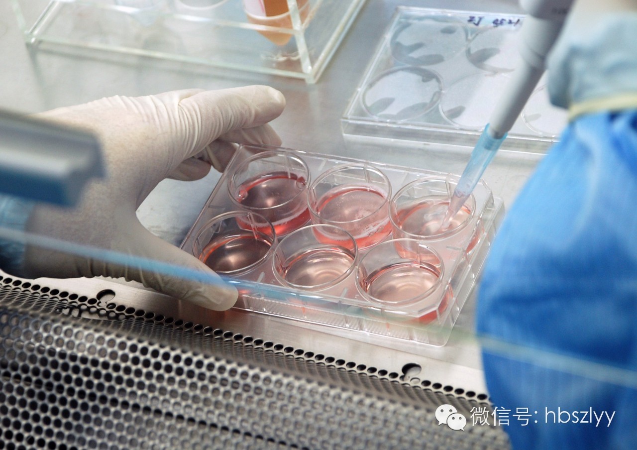 揭秘记者亲感:血液中“星星之火”如何体外培养成抗癌主力