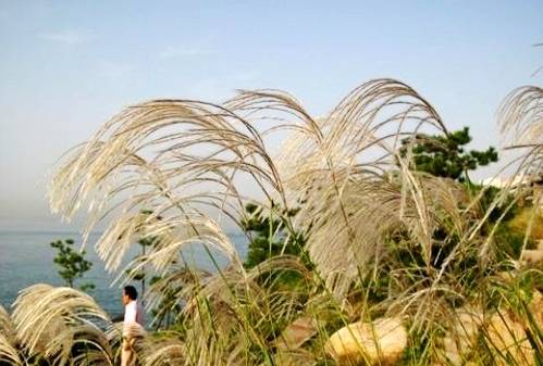 青岛18年清明赏花,青岛赏花踏青攻略