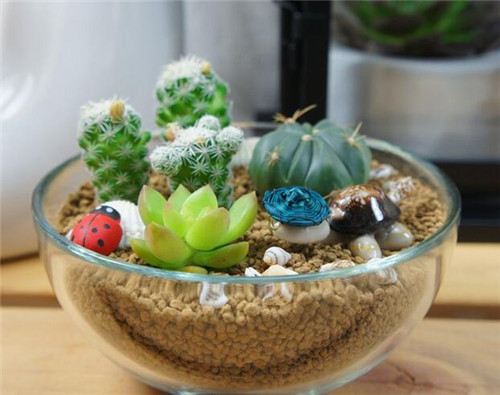 有毒多肉植物品种及图片大全,小多肉植物有毒名单大全