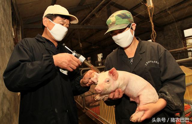 牛的口蹄疫发病机制与防治技术,养猪户的猪得口蹄疫怎么处理