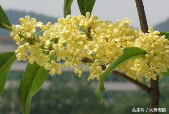 全国各地市花大全,各地市花是什么花