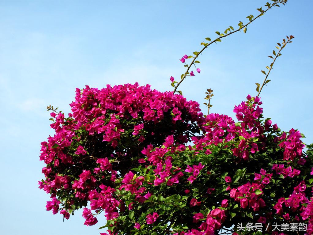 全国各地市花大全,各地市花是什么花