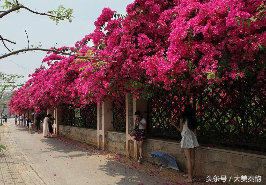 全国各地市花大全,各地市花是什么花