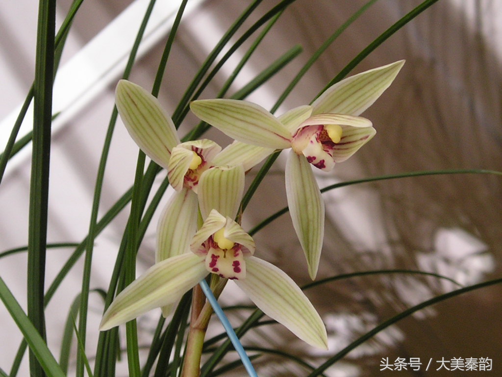 全国各地市花大全,各地市花是什么花