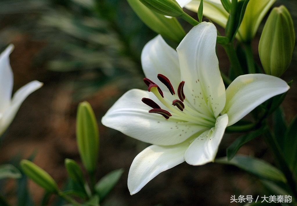 全国各地市花大全,各地市花是什么花