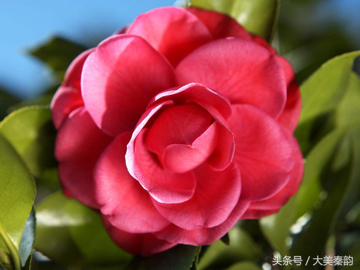 全国各地市花大全,各地市花是什么花