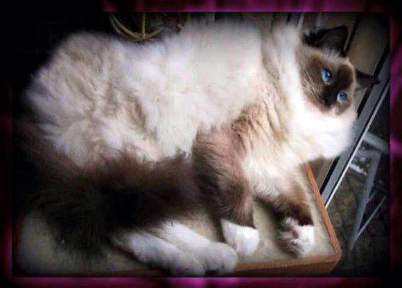 吸猫大赛第一名,吸猫大赛白喵