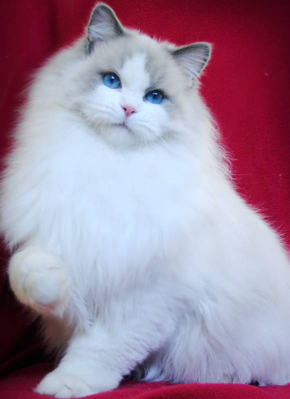 吸猫大赛第一名,吸猫大赛白喵