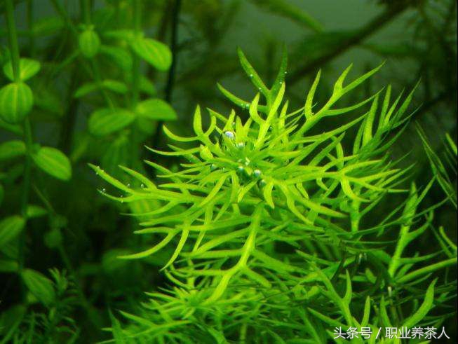 植物界划分为哪些门,植物界门