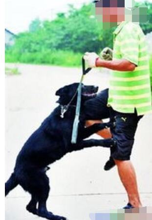 家有宠物巧饲养,家有萌宠金毛乖乖