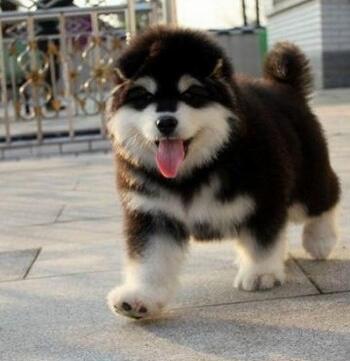 家有宠物巧饲养,家有萌宠金毛乖乖