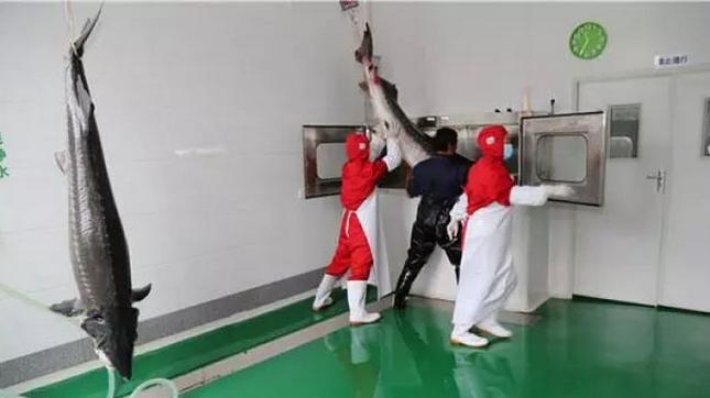 云南鲟鱼谷,中国清江鲟鱼谷