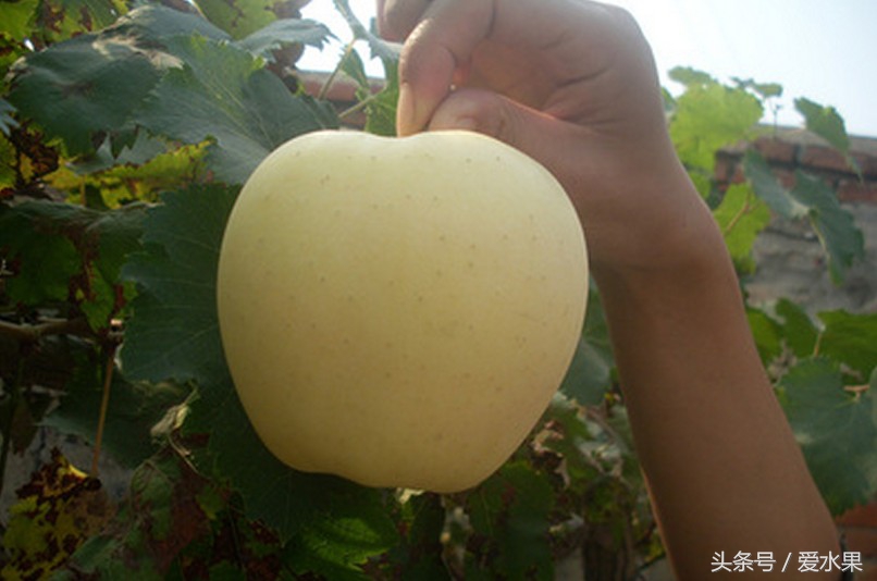 黄元帅苹果图片,甘肃黄元帅水果
