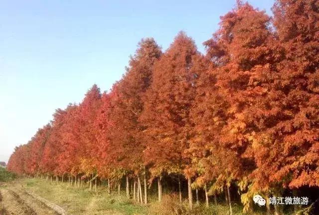 微靖江是哪个城市,江苏泰州靖江牧城公园四周风景好