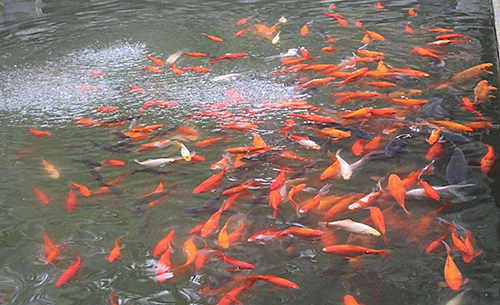 梦到这些是富贵的征兆,梦到什么东西要小心