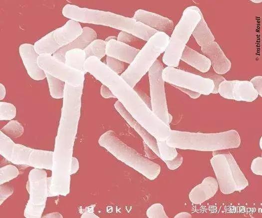 乳酸菌饮料可以减脂,开胃乳酸菌饮品