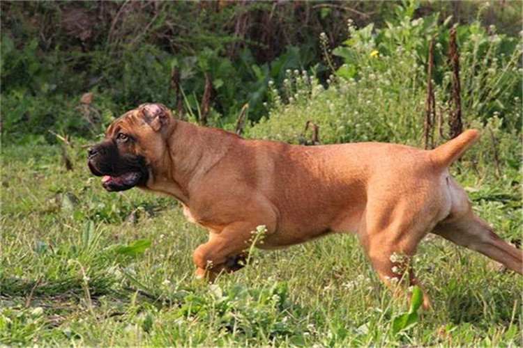 卡斯罗适合多大洗澡,怎么给卡斯罗洗澡