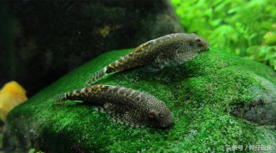 最顶级的宠物鱼,世界上最懂人情的宠物鱼