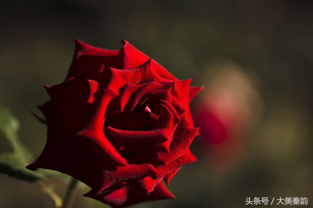 全国各地市花大全,各地市花是什么花