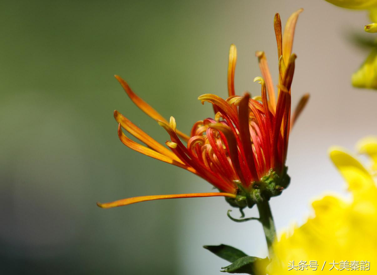 全国各地市花大全,各地市花是什么花