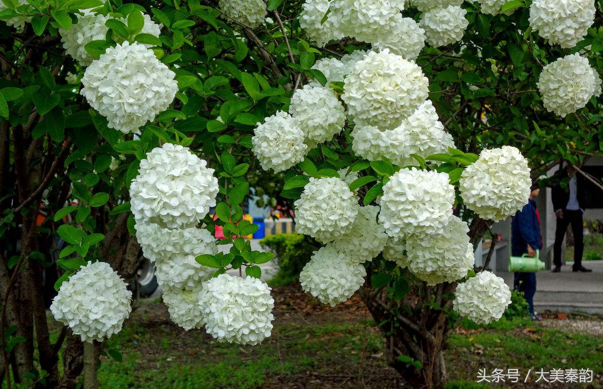 全国各地市花大全,各地市花是什么花