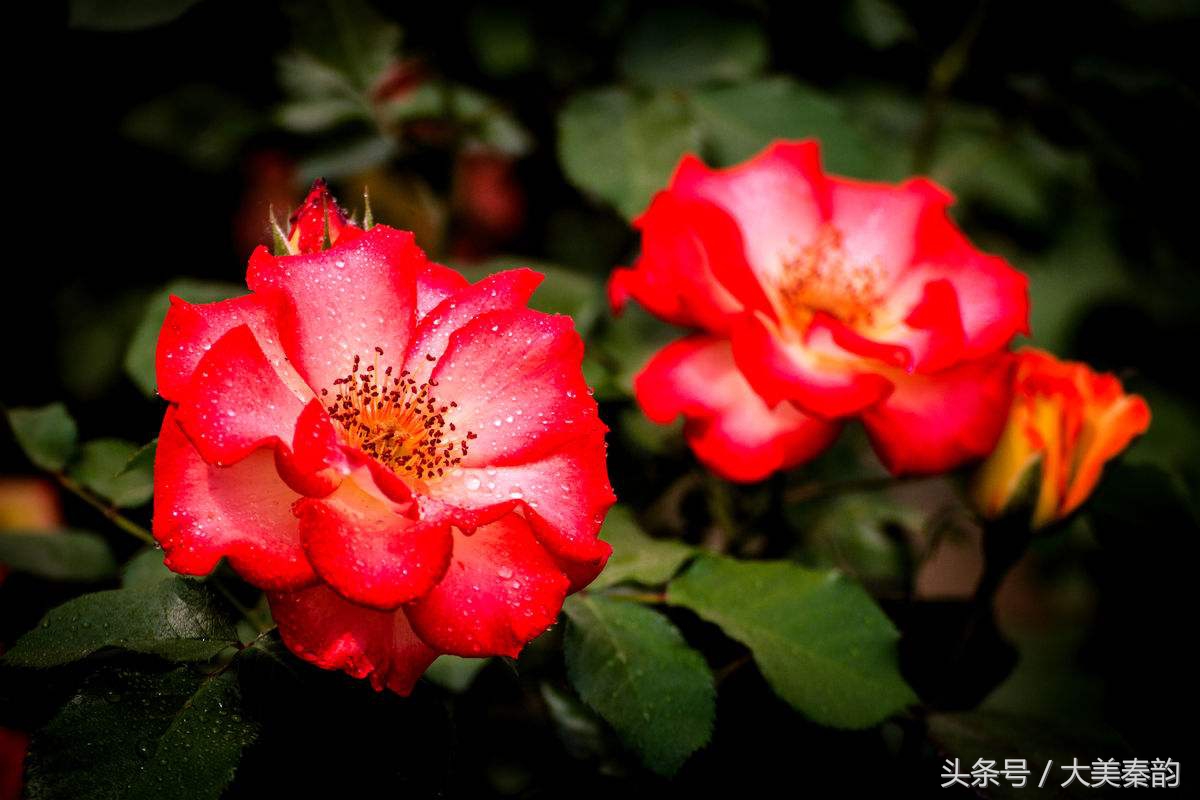 全国各地市花大全,各地市花是什么花