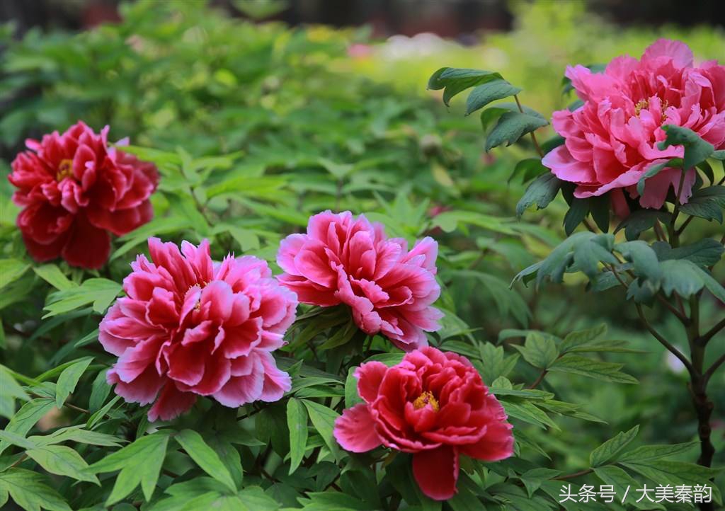 全国各地市花大全,各地市花是什么花