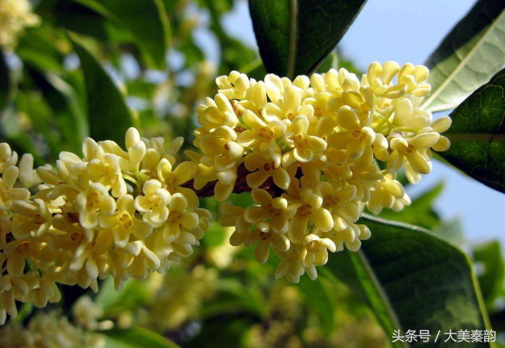 全国各地市花大全,各地市花是什么花