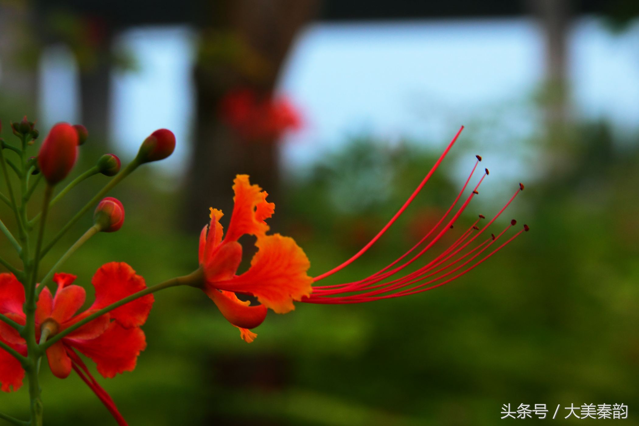 全国各地市花大全,各地市花是什么花