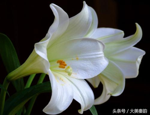 全国各地市花大全,各地市花是什么花