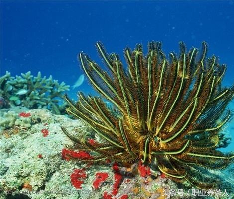 植物界划分为哪些门,植物界门