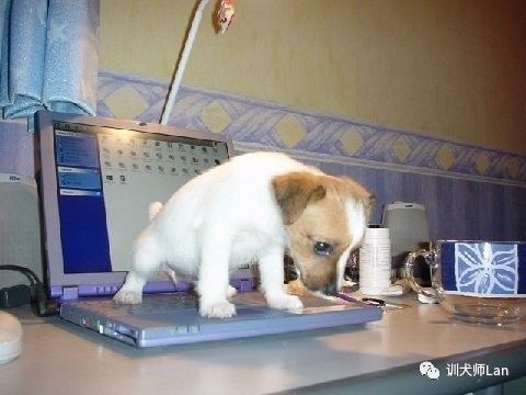 狗狗到处小便,狗狗在家用尿标记领地怎么处理