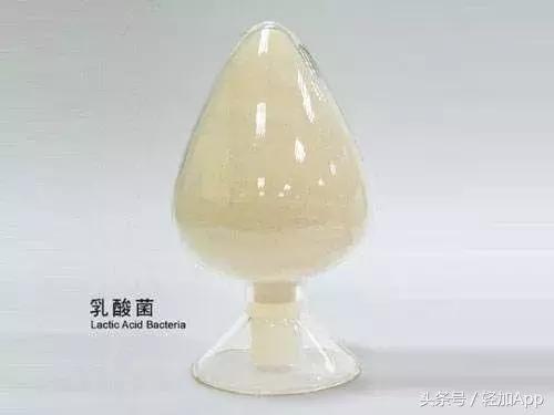 乳酸菌饮料可以减脂,开胃乳酸菌饮品