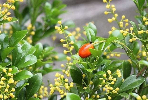 米兰开花不香的原因及解决方法,米兰不开花的原因和解决方法