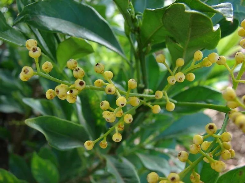 米兰开花不香的原因及解决方法,米兰不开花的原因和解决方法