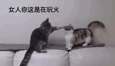 盘点铲屎官和猫的互相战斗的日常,喵星人和铲屎官谁厉害