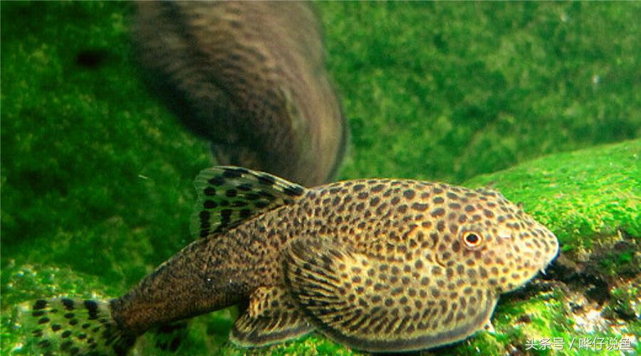 最顶级的宠物鱼,世界上最懂人情的宠物鱼