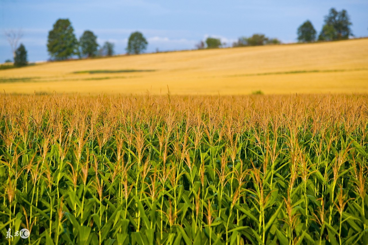食物的起源：看完这些神话，再也不想吃饭了