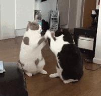 盘点铲屎官和猫的互相战斗的日常,喵星人和铲屎官谁厉害