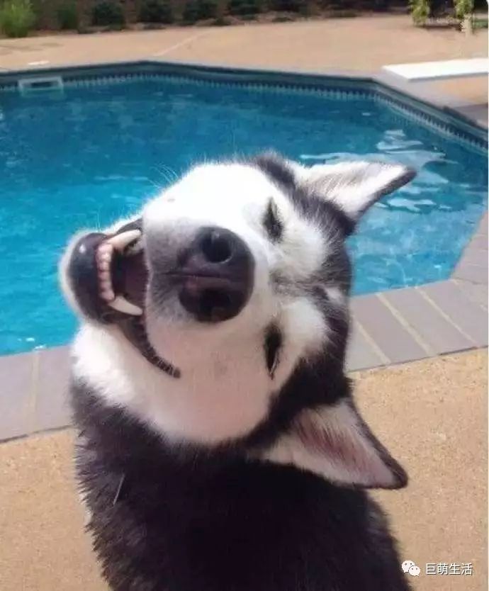 识别狗狗异常情绪动作视频讲解,狗狗行为异常是怎么回事