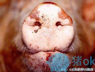 猪水泡病症状与治疗,猪水泡疹怎么治疗