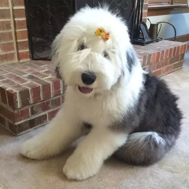 原来古牧就是这么拼出来的,难怪人们这么喜欢它!