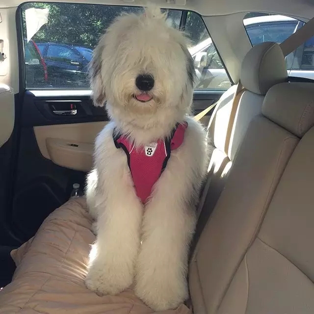 原来古牧就是这么拼出来的,难怪人们这么喜欢它!