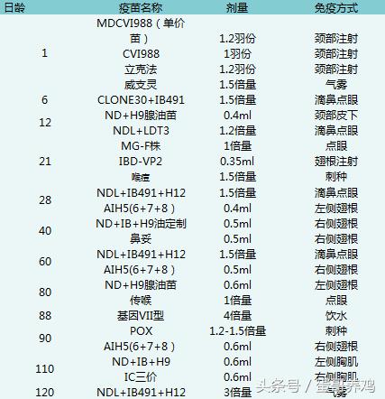 养蛋鸡和散养鸡哪个赚钱,2018养鸡10000只蛋鸡一年利润