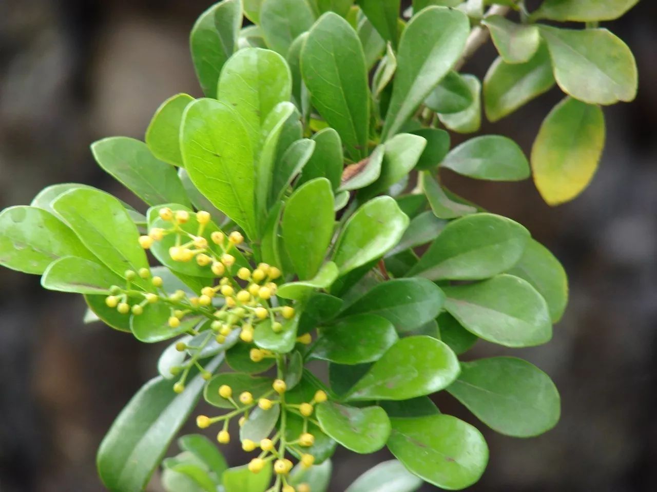 米兰开花不香的原因及解决方法,米兰不开花的原因和解决方法