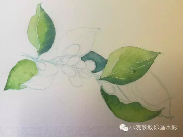 自从学会了植物色彩搭配,再也不用担心不会画植物了!